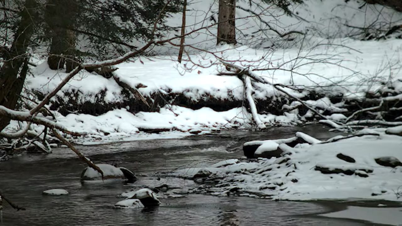 Live Webcam Eriegrove Forest Creek – Forestville, New York