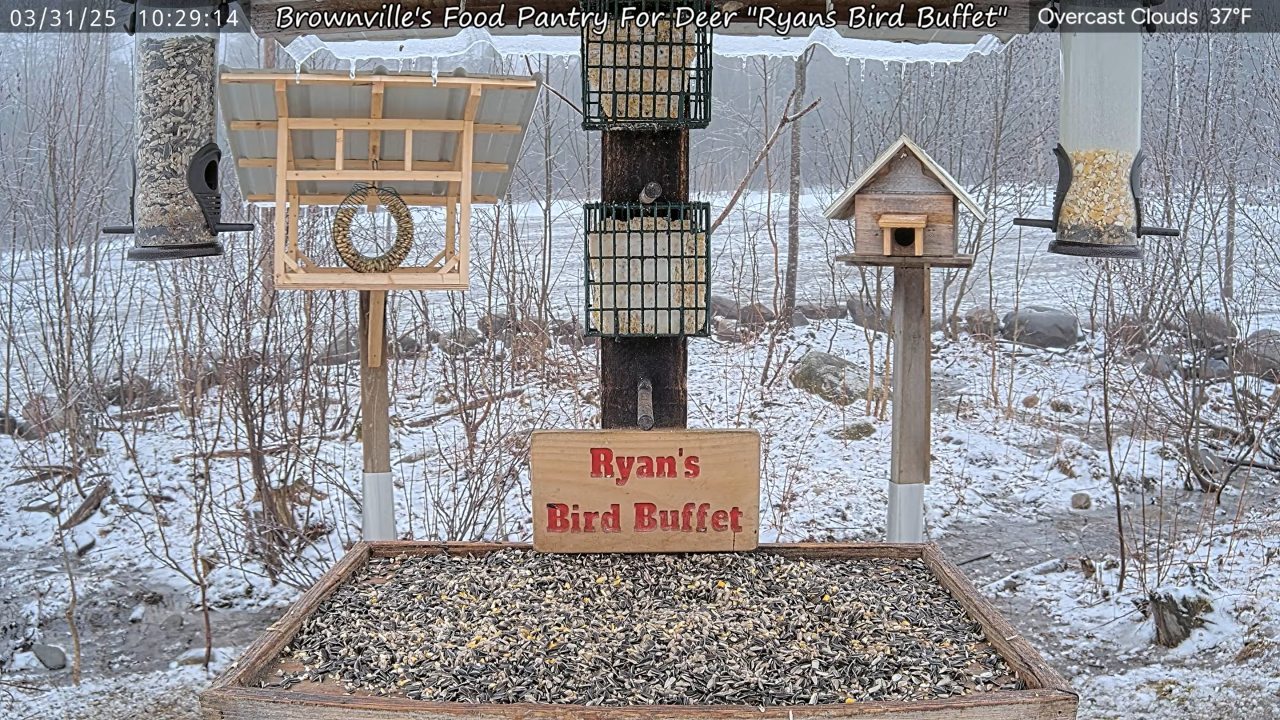 Food Pantry for Deer in Brownsville Maine