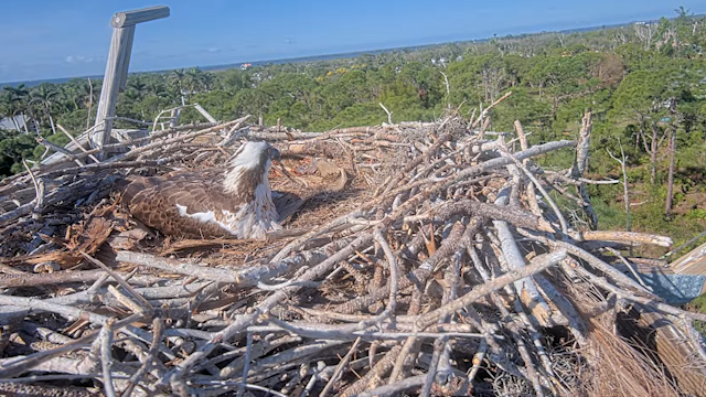 Live Cam SW Florida Pine Island, Gulf Coast of peninsular