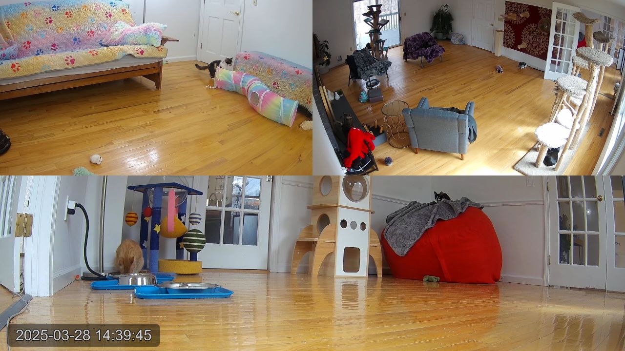 Kitten Academy Live Webcam – Monroe, Connecticut