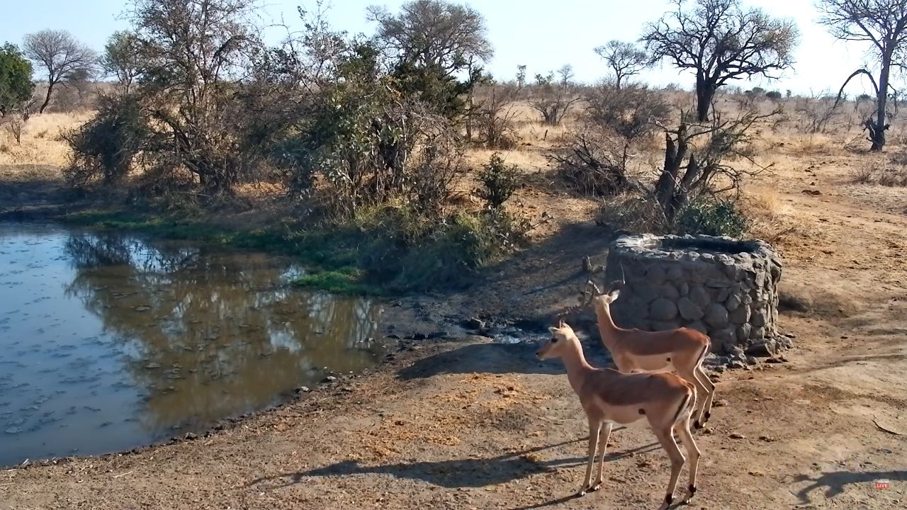 Live Webcam Naledi Dam – Limpopo, South Africa
