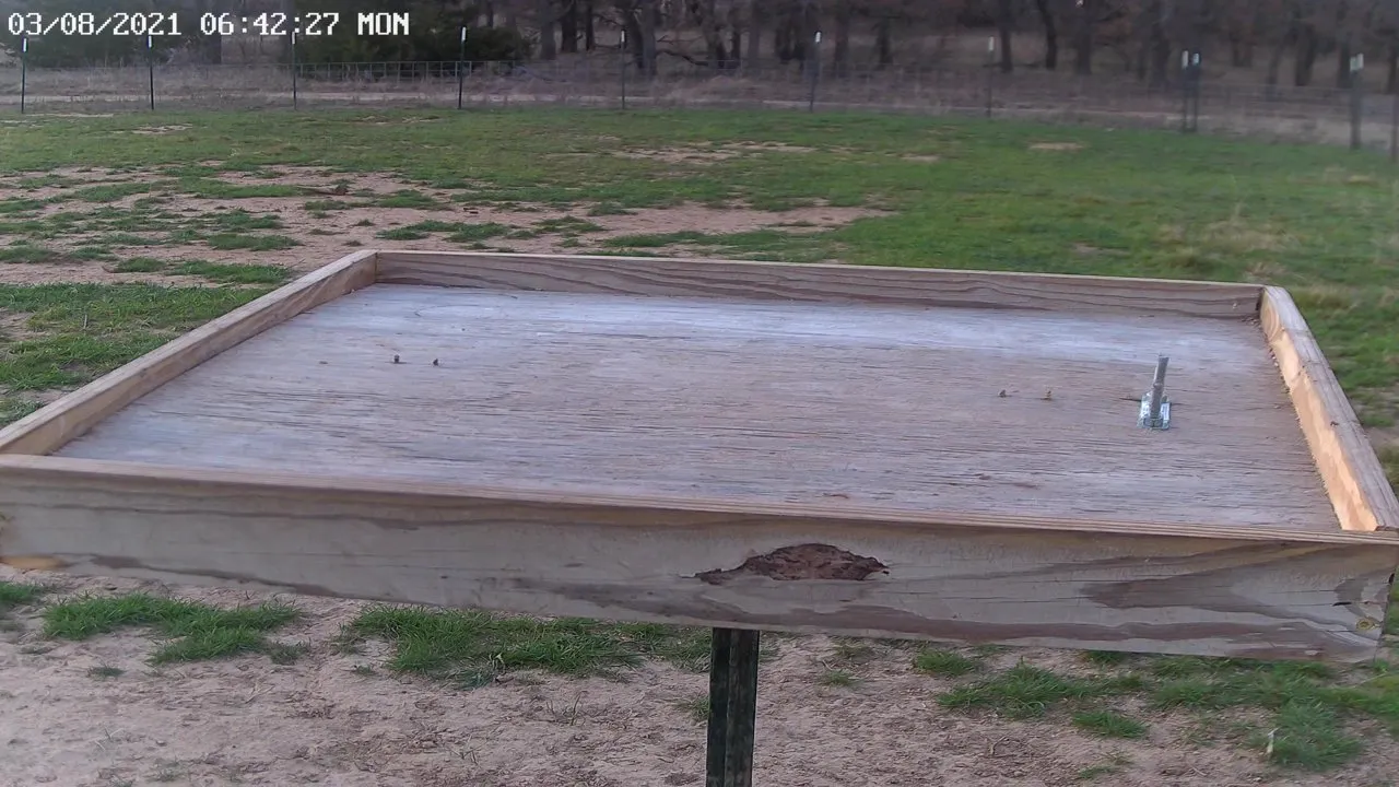 Live Webcam Bird Tray – Jack County, North Texas