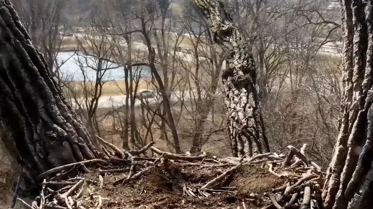 Decorah Eagle Cam – Decorah, Iowa