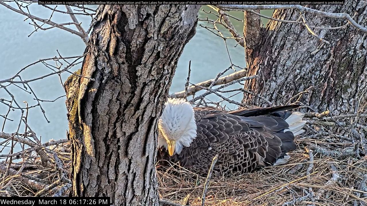 Dale Hollow Eagle Live Webcam – Burkesville, Kentucky
