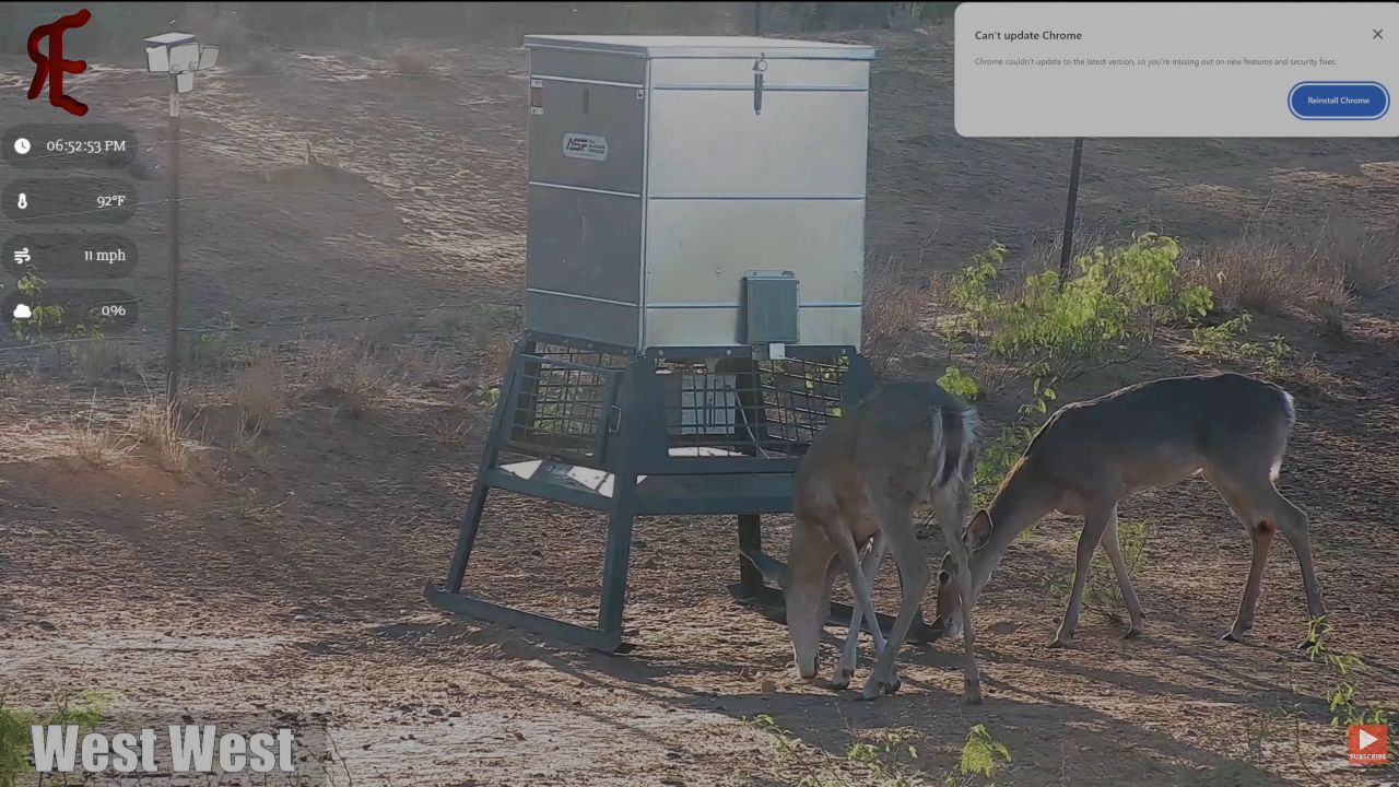 Laredo, Texas Live Webcam – Deer Feeder