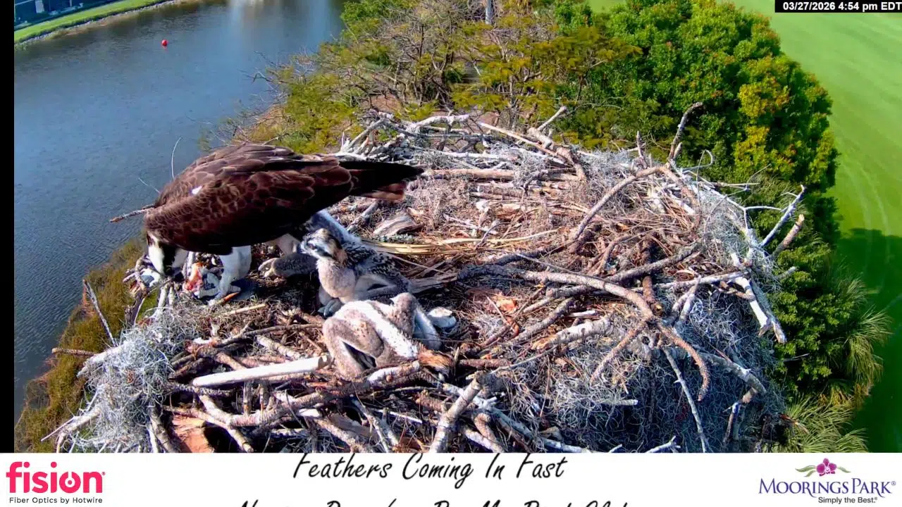 Moorings Park Osprey Live Cam – Naples, Florida